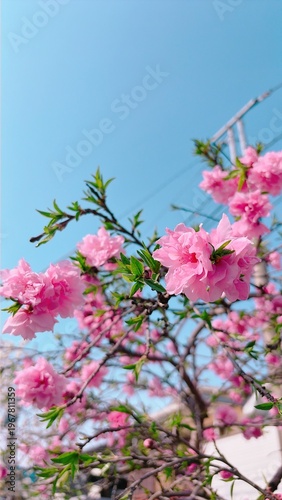 벚꽃