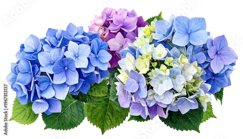 Vibrant Hydrangea Flowers in Blooming Colors.