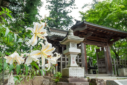 Cuadro en lienzo 東京都青梅市の武蔵御嶽神社に咲くヤマユリと静かに佇む大口真神社の摂社/Golden-banded Lilies Blooming in Front of the