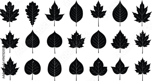 Professional Diverse Tree Leaves Silhouettes Vector Set Featuring Maple Oak and Birch Shapes Isolated on White Background for Botanical Designs