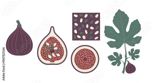 Fresh fig botanical illustration set with whole and sliced fruits, detailed seeds, and a leafy branch, perfect for health, nature, and organic food designs