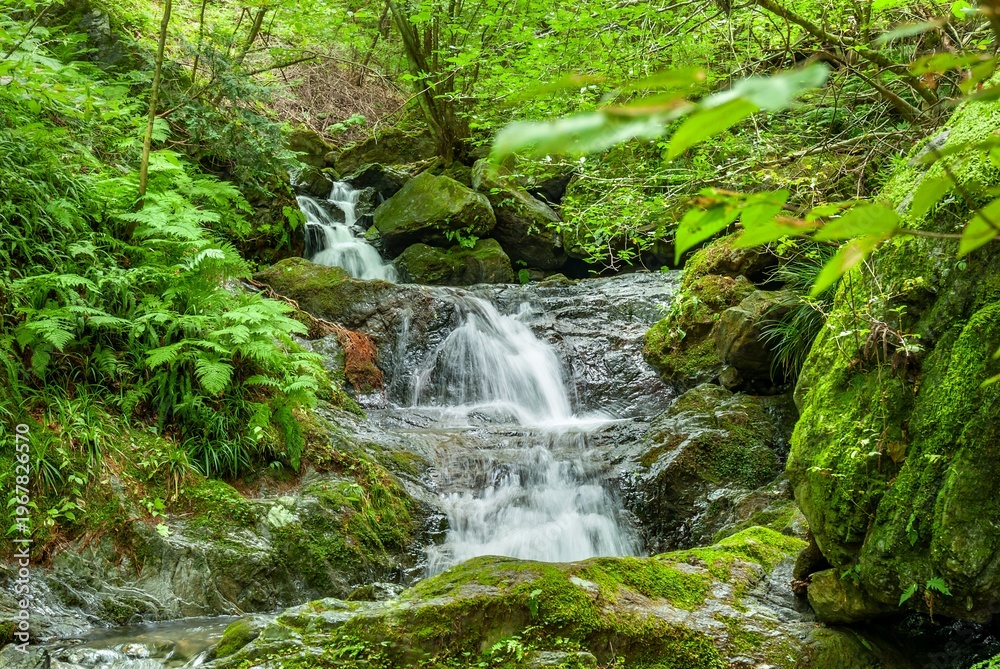 Fototapeta premium 埼玉県飯能市の棒ノ嶺登山道に沿って流れる有間川白谷沢の清らかな小滝と苔むした岩々/Small Waterfall and Mossy Rocks of the Shirayazawa Stream along the Mt. Bononore Trail
