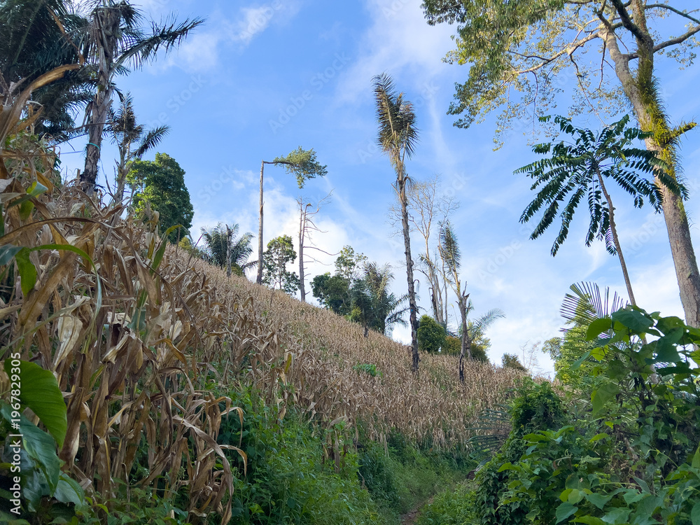 Fototapeta premium Corn Field on a Hillside with Palm Trees