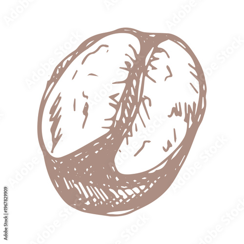 Hand drawn fresh roasted coffee bean Arabica robusta seed doodle Single element for print, web, design, decor
