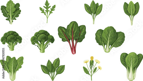 Leafy green vegetables flat vector collection. Kale spinach broccoli Swiss chard lettuce and bok choy set. Fresh organic healthy food illustration for cooking nutrition and diet design.