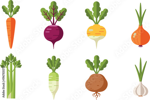 Root vegetables flat vector collection. Carrot beetroot onion garlic radish and celery illustrations. Fresh organic farm produce set for cooking design healthy food and grocery graphics.