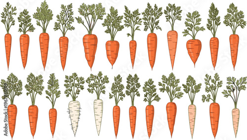 Carrot varieties flat vector set. Different shapes and sizes of orange and white carrots with leafy tops. Fresh farm vegetable collection for organic food and agriculture design.