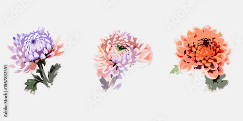 Three colorful chrysanthemum flowers arranged on a plain white background