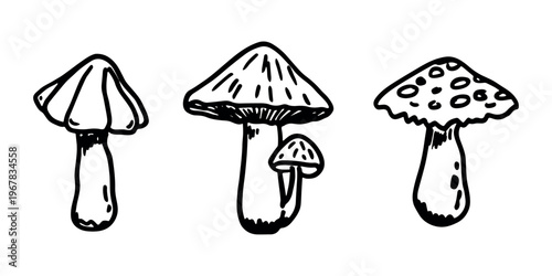 Hand drawn mushroom doodle set Botanical illustration Cute autumn mushroom Healthy eco food Organic vegetarian food For stickers, greeting card, design, print, packaging, decor, kids books