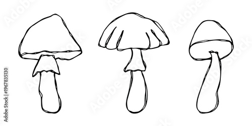 Hand drawn mushroom doodle set Botanical illustration Cute autumn mushroom Healthy eco food Organic vegetarian food For stickers, greeting card, design, print, packaging, decor, kids books
