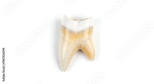 Close up of a molar tooth.