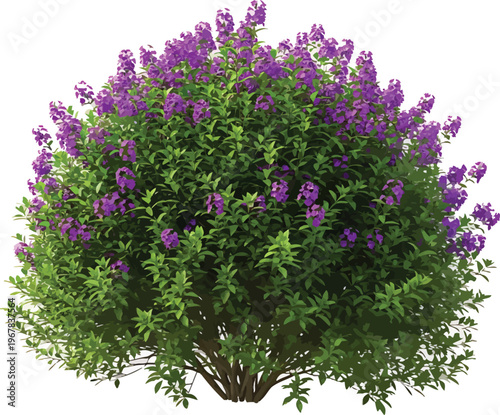 Purple Lilac Bush on White Background