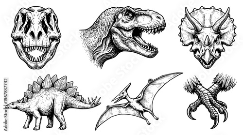 Detailed vector illustrations of various dinosaur species and fossils