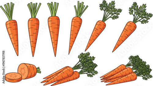 Carrot varieties and bunches flat vector set. Fresh whole carrots, slices and grouped harvest. Organic vegetable illustrations for farming, cooking, and healthy food design.
