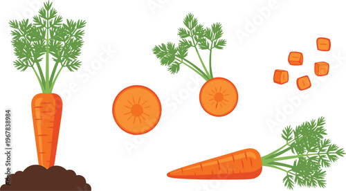 Carrot stages and cuts flat vector set. Whole, sliced, diced and growing carrot in soil. Organic vegetable illustration for cooking, farming, and food design.