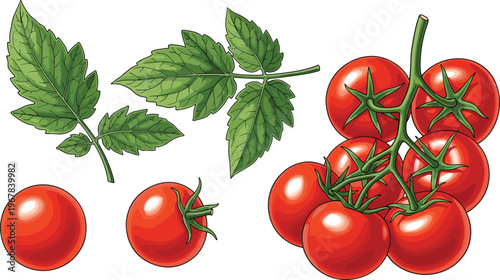 Cherry tomatoes with leaves flat vector set. Fresh red tomatoes and green foliage in natural arrangement. Organic food illustration for cooking, grocery, and farm design.
