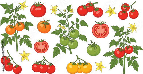 Tomato plant vector set with fruits, leaves, and flowers. Red, green, and yellow tomatoes with slices. Fresh organic food illustration for farming and cooking design.