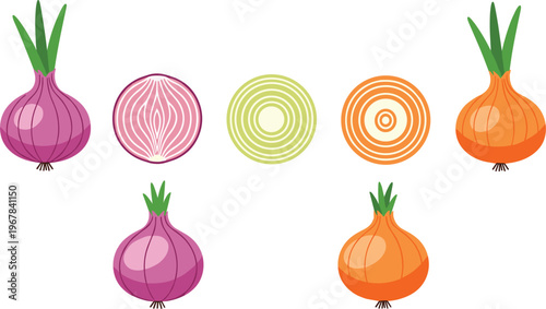 Onion vector set with colorful varieties and slices. Red and yellow bulbs with ring cuts. Fresh organic vegetable illustration for cooking and kitchen design.