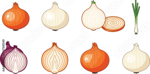 Onion varieties flat vector set with whole bulbs and slices. Red, yellow, and white onions with green stalk. Fresh organic vegetable illustration for cooking design.