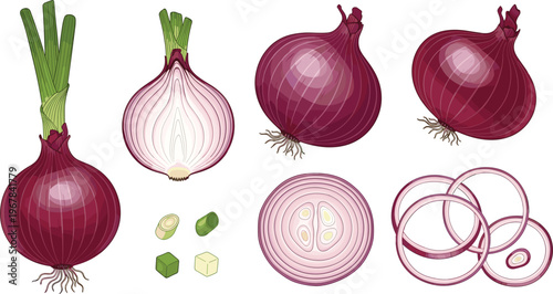 Red onion vector set with whole bulbs, slices, rings, and chopped pieces. Fresh organic vegetable illustration for cooking, grocery, and kitchen design.