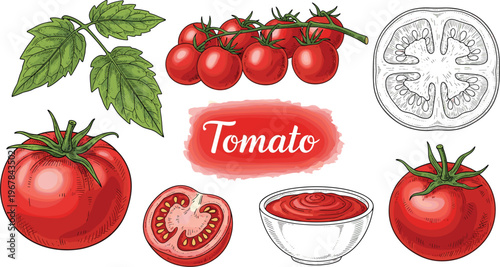 Tomato vector set with fresh fruits and slices. Leaves, sauce bowl, and label design included. Organic food illustration for cooking, grocery, and kitchen use.