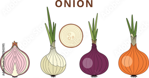 Onion varieties flat vector set with labeled design. White, red, and yellow bulbs with slice detail. Fresh organic vegetable illustration for cooking and grocery use.