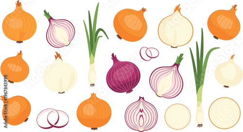 Onion vegetable vector collection with multiple varieties and cuts. Red, yellow, and white bulbs, slices, and rings. Fresh organic food illustration for cooking and grocery design.