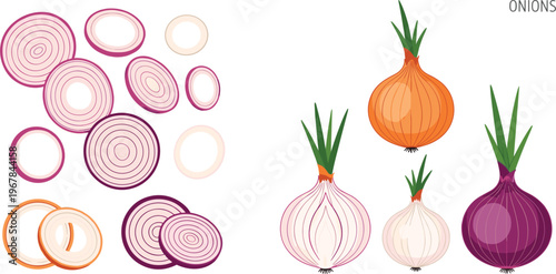 Onion varieties and slices vector set. Red, yellow, and white bulbs with rings. Fresh organic vegetable illustration for cooking, grocery, and kitchen design.