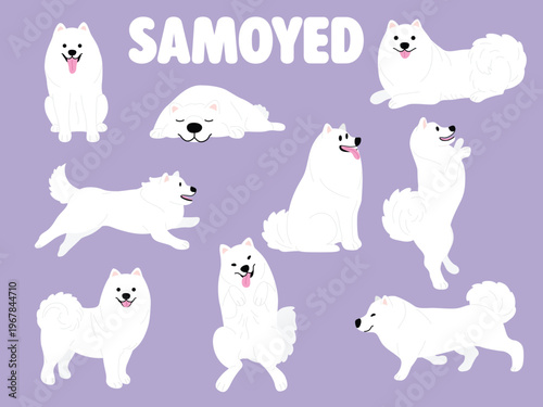 Samoyed dog cartoon illustration set