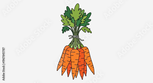 Fresh Bunch of Carrots with Green Tops Tied Together Isolated on White