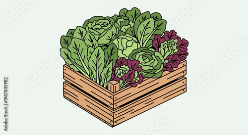 Fresh Produce Box: Assortment of Leafy Greens and Cabbage in Wooden Crate