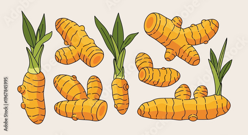 Fresh Turmeric Roots with Green Leaves, Healthy Spice Ingredient Collection