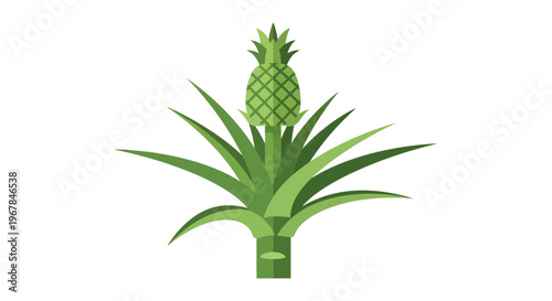 Green Pineapple Plant Growing Isolated on White Background, Tropical Fruit Illustration
