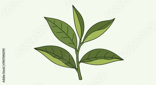 Green Tea Leaves Plant Branch Illustration