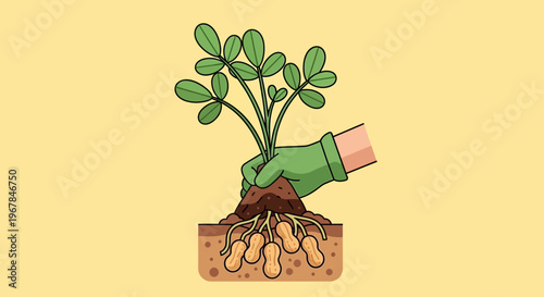 Hand planting peanut seedling with roots and nuts in soil, illustration