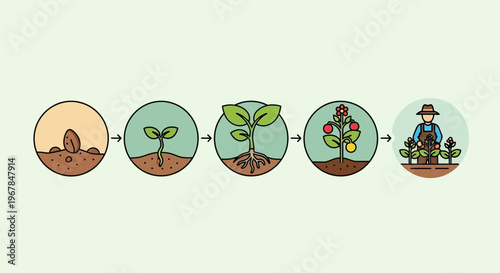 Plant Growth Stages: Seedling to Harvest, Gardener Tending Plants