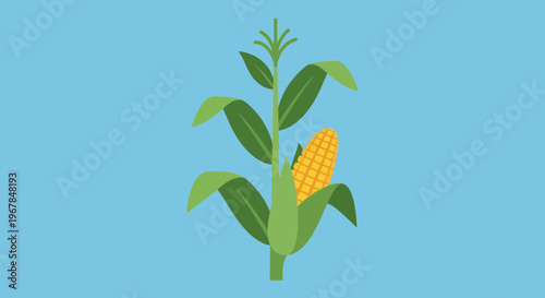 Ripe Corn Stalk with Cob and Green Leaves on Blue Background, Flat Design