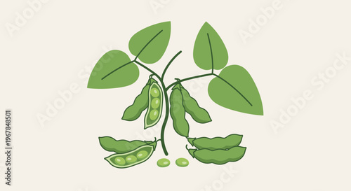 Soybean Plant with Pods and Seeds Illustration, Healthy Food Ingredient