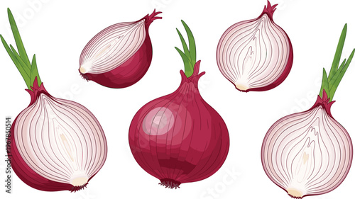 Red onion vector set with whole bulbs and halves. Fresh sliced onion variations with detailed layers. Organic vegetable illustration for cooking, grocery, and kitchen design.