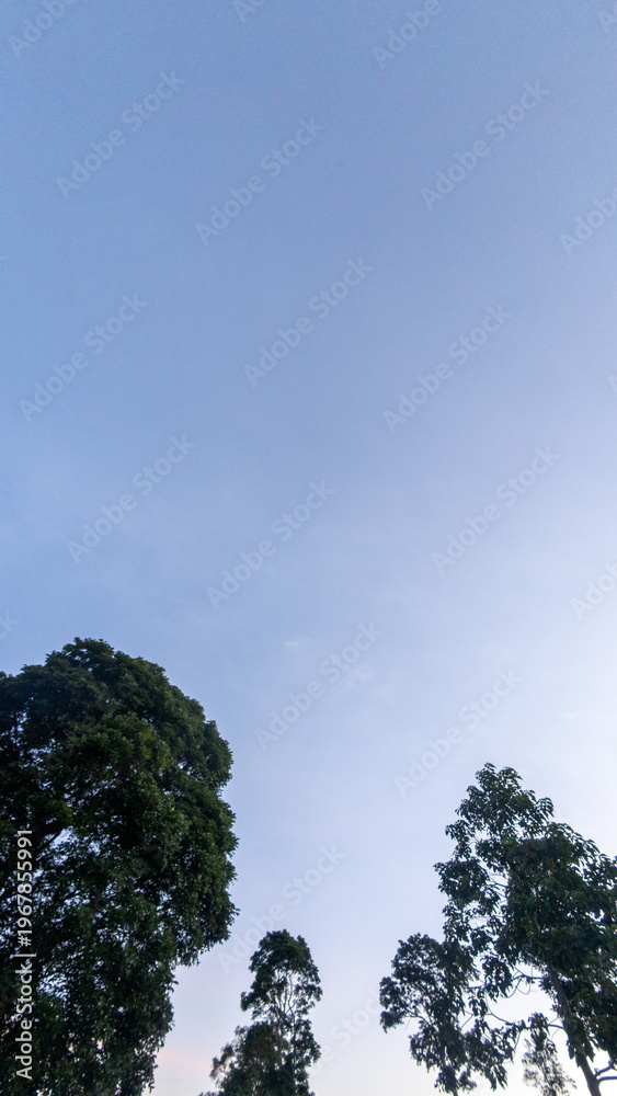 Obraz premium Trees Against a Clear Blue Sky