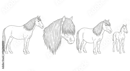 Set of hand-drawn Icelandic horse illustrations in various poses, showcasing their unique features and lineage from adult to foal