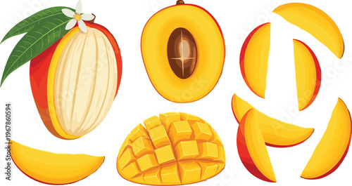 Mango vector set with slices and halves. Fresh ripe tropical fruit collection isolated on white background. Sweet juicy food illustration for packaging and healthy design.