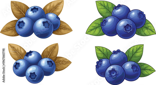 Blueberry vector set with green and dried leaves. Fresh and dried berry collection isolated on white background. Natural organic food illustration for packaging and design.