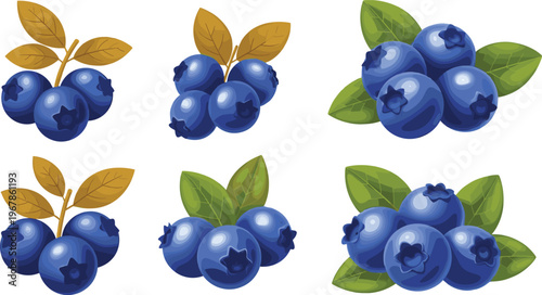 Blueberry clusters vector set with green and dried leaves. Fresh organic berries in realistic style. Ideal for packaging, botanical design and healthy food branding.