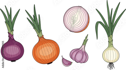 Onion and garlic flat vector set. Whole bulbs, cloves, and slices with green leaves. Fresh organic ingredients for cooking, grocery, and farm design.