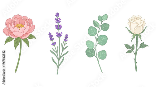 Botanical illustration with peony, lavender, eucalyptus, and rose elements