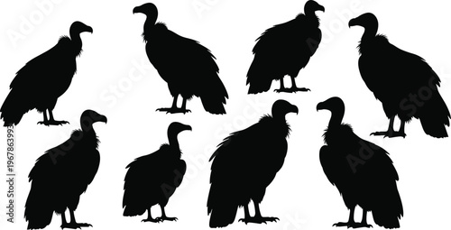 Vulture bird silhouettes collection scavenger raptor wildlife animal standing predator nature illustration black design set