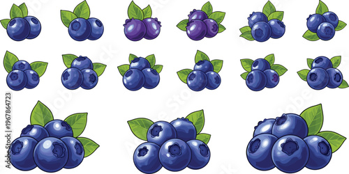 Blueberry vector set with clusters in different sizes and ripeness stages. Fresh organic berries with leaves in realistic glossy style. Perfect for packaging, food branding and healthy designs.