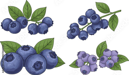 Blueberry vector set with clusters, branches and unripe berries. Fresh organic fruit with leaves in natural realistic style. Ideal for botanical design, packaging and healthy branding.
