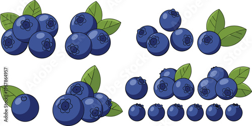 Blueberry vector collection with clusters, small berries and leaves. Fresh organic fruit in clean realistic style. Perfect for packaging, food branding and healthy product designs.
